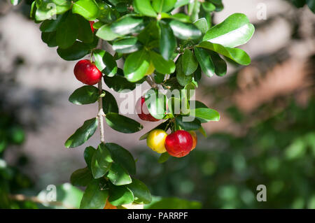 Sydney Australia, frutti di bosco su una selvaggia crapemyrtle bush Foto Stock
