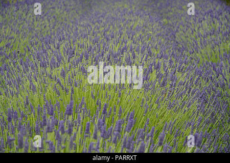 Campo di lavanda in Norfolk, Inghilterra Foto Stock