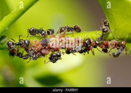 Black Ant (Dolichoderus thoracicus) agricoltura afidi (aphis sp.) per la melata Foto Stock