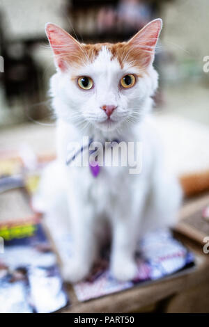 Un giovane bianco e marrone di British Shorthair gatto domestico con gli occhi gialli e blu collare seduto su una tavola di legno guardando la fotocamera Foto Stock