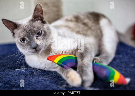 Un giovane marrone e grigio siamese gatto domestico con gli occhi blu che giace sul tappeto blu tenendo un giocattolo arcobaleno Foto Stock