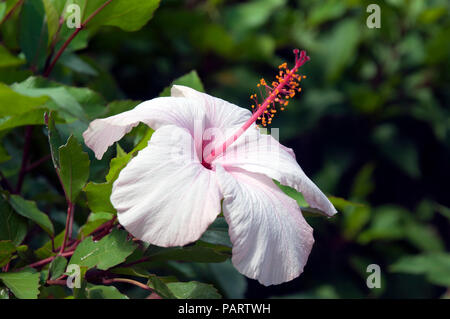 Sydney Australia, pallido ibisco rosa con dei fiori rosa luminoso stame Foto Stock