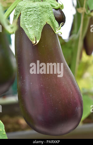 Melanzane alla coltivazione in serra Foto Stock