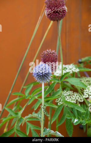 Echinops ritro veitchs blu e Allium 'Rosso Mohicano". Globe thistle ornamentali e fiori di cipolla in una mostra dei fiori del giardino. Regno Unito Foto Stock