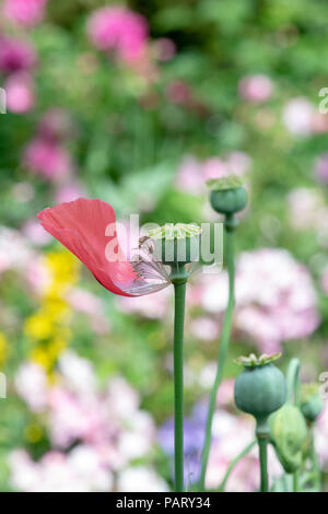 Trascorso Papaver somniferum. Finito di papavero da oppio in un giardino che mostra la testa di sementi Foto Stock