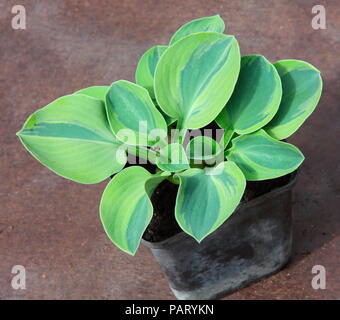 Hosta sono molto interessanti le piante e hanno un grande seguito withnso molte varietà e questo con la sua lime e foglie verdi. Foto Stock