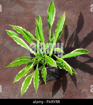 Hosta pianta verde denominata orecchie di topo come parte della collezione Britishnnational delle piccole e hosta in miniatura. Foto Stock