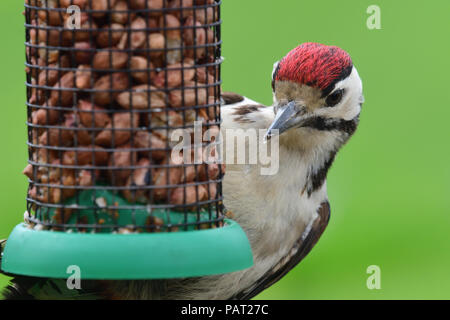 Ritratto di un picchio rosso maggiore ((dendrocops major) alimentazione su un bird feeder pieno di dadi Foto Stock