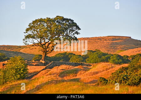Ora d'oro in tarda serata sole estivo moorland secco colline paesaggio nella calura estate del 2018 un albero vicino a Skipton North Yorkshire England Regno Unito Foto Stock