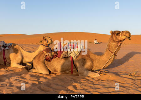 Cammelli nel deserto Oman Foto Stock