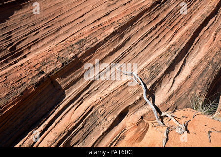 AZ00182-00...ARIZONA - strati in una pietra arenaria butte e una bussola di morti nella sezione sud dell'Coyote Buttes in Paria Canyon - Vermiglio scogliere Wi Foto Stock