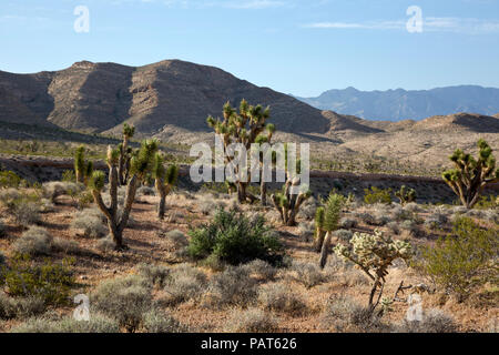 UT00501-00...Utah - alberi di Joshua nel deserto di Woodbury zona studio, parte di Beaver Dam lavare National Conservation Area sul bordo del Mojave Foto Stock