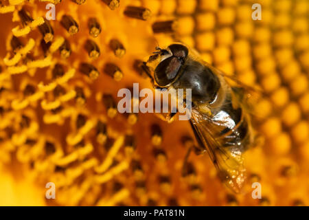 Bee come impollinatori volare su Girasole, close up Foto Stock