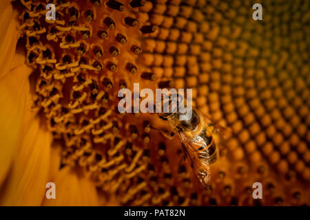 Bee come impollinatori volare su Girasole, close up Foto Stock