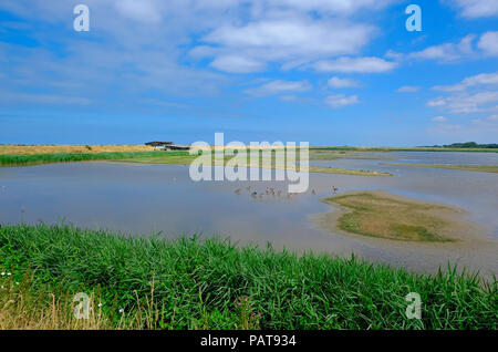 riserva naturale rspb titchwell, norfolk settentrionale, inghilterra Foto Stock