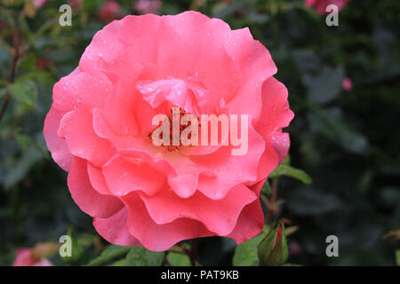 Una rosa rosa ricoperto di gocce di pioggia dopo un recente doccia a pioggia. Foto Stock