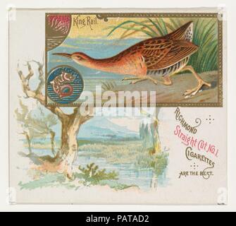 Re rampa, dal gioco della serie di uccelli (N40) per Allen & Ginter sigarette. Dimensioni: foglio: 2 7/8 x 3 1/4 in. (7,3 x 8,3 cm). Editore: Rilasciato da Allen & Ginter (American, Richmond, Virginia). Data: 1888-90. Scambio di carte da 'Gioco Uccelli' serie (N40), rilasciato nel 1888-90 in un set di 50 schede per promuovere Allen & Ginter marca di sigarette. La serie N40 riproduce le carte da N13 in una dimensione più grande. Museo: Metropolitan Museum of Art di New York, Stati Uniti d'America. Foto Stock