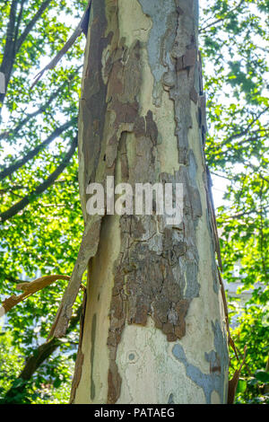 Corteccia di albero piano (Platanaceae) cadono al calore estivo, Pirmasens, Renania-Palatinato, Germania Foto Stock