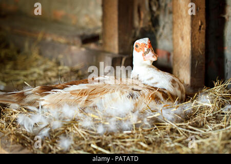 Muschiato duck su una tradizionale fattoria di pollame. Foto Stock