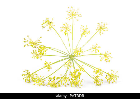 Un intero fresco giallo fiori aneto cluster vista frontale isolato su bianco Foto Stock