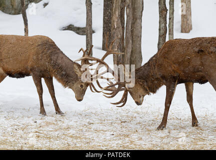 Due Bull Elk con grandi palchi che combattono tra loro nella neve in Canada Foto Stock