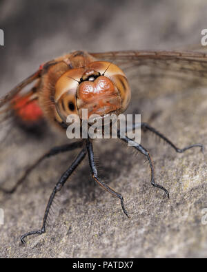 Common Darter dragonfly maschio (Sympetrum striolatum) fino in prossimità della testa. Tipperary, Irlanda Foto Stock