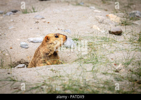 L'Himalayan marmotta nelle highlands del Kashmir in India Foto Stock