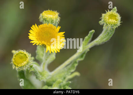 Comune di fiori selvaggi Fleabane (Pulicaria dysenterica) in fiore. Tipperary, Irlanda Foto Stock