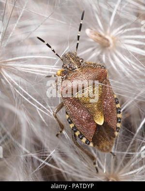 Hairy Shieldbug (Dolycoris baccarum) strisciando su thistle semi. Tipperary, Irlanda Foto Stock