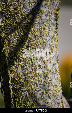 Centinaia di bruchi infestanti ed albero di scomposizione in Sud Africa Foto Stock