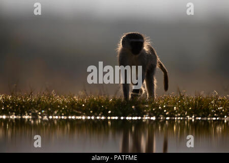 Vervet Monkey Cercopithecus pygerythrus o Green Monkey cerchio illuminato sul bordo di una laguna poco profonda Foto Stock