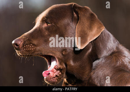 Gähnender brauner Labrador Foto Stock