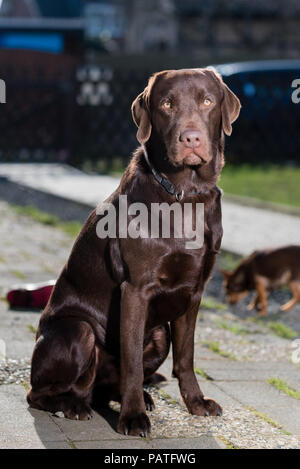 Brown Labrador seduto Foto Stock