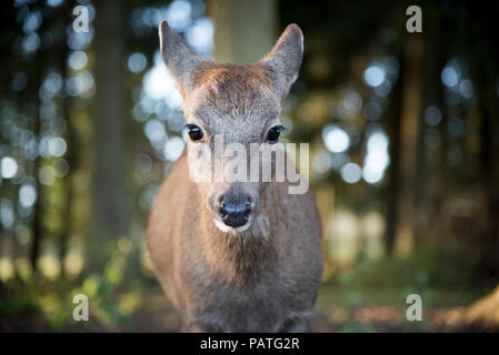 Fawn guardando a destra nella camma Foto Stock