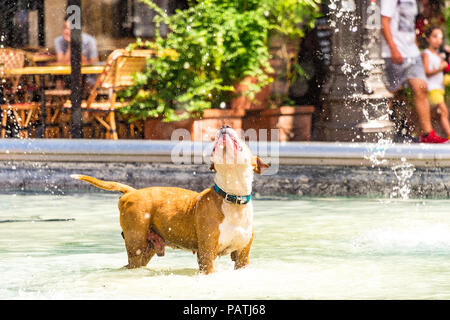 Un cane gioca nella Fontana Stravinsky, accanto al Centre Pompidou di Parigi, Francia Foto Stock