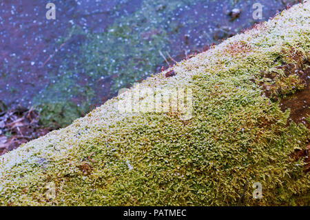 I cavoli rossi di muschio su un tronco di albero, verde muschio su un albero caduto Foto Stock