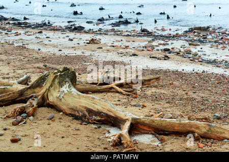 Ceppi di alberi fuori dell'acqua, vecchi alberi nel laghetto shallowed Foto Stock