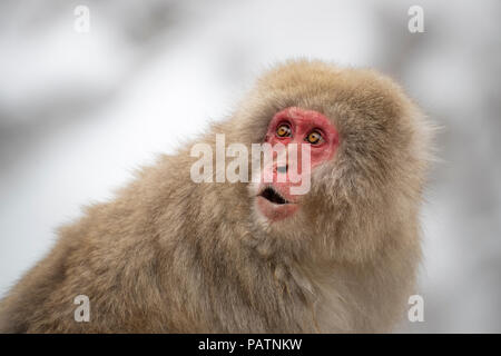 Giappone, Honshu, Prefettura di Nagano, Jigokudani Monkey Park. Macaque giapponese aka snow scimmia o Nihonzaru (Macaca fuscata). Scimmia con sorpresa look. Foto Stock