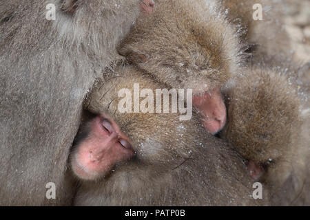 Giappone, Honshu, Prefettura di Nagano. Macaque giapponese aka snow scimmia o Nihonzaru (Macaca fuscata). Le scimmie rannicchiato fino a tenere in caldo. Foto Stock