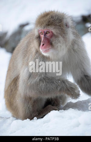 Giappone, Honshu, Prefettura di Nagano, Jigokudani Monkey Park. Macaque giapponese aka snow scimmia o Nihonzaru (Macaca fuscata) nella neve. Foto Stock