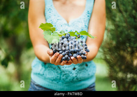 La ragazza di ossequi e offre cibi freschi succose uve mature, la produzione di vino, vigneto, azienda vitivinicola in Italia Foto Stock