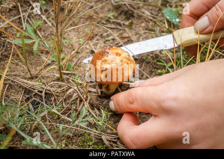 La ragazza ha trovato un fungo nella foresta. femmina taglio a mano un giovane Suillus a fungo Foto Stock