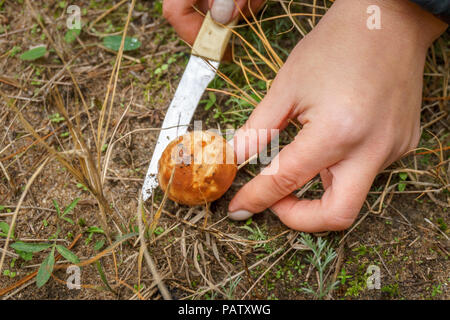 La ragazza ha trovato un fungo nella foresta. femmina taglio a mano un giovane Suillus a fungo Foto Stock