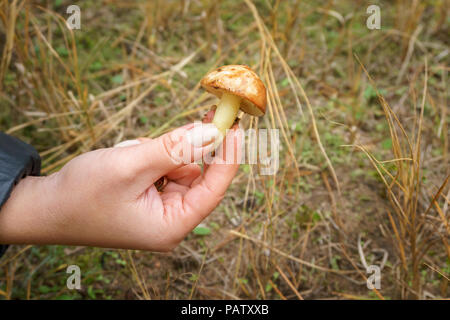 La ragazza ha trovato un fungo nella foresta. mano femmina tenendo un giovane Suillus a fungo Foto Stock