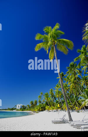 Spiaggia di sabbia sul mare dei Caraibi con alte palme e sedie a sdraio. Boca Chika resort, Repubblica Dominicana Foto Stock