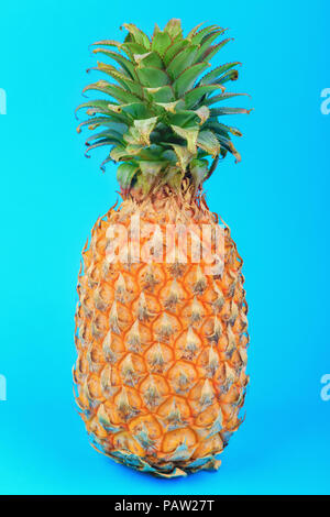 Un unico grande ananas intero su sfondo blu, frutta tropicali Foto Stock