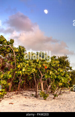 Frutto appeso fuori da un albero seagrape Coccoloba uvifera con la luna sopra su una spiaggia in Naples, Florida in estate Foto Stock