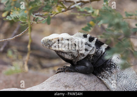 Adulto di San Esteban spinoso-tailed iguana, Ctenosaura conspicuosa, crogiolarvi al sole su una roccia, Baja California, Messico. Foto Stock