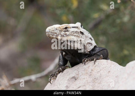 Adulto di San Esteban spinoso-tailed iguana, Ctenosaura conspicuosa, crogiolarvi al sole su una roccia, Baja California, Messico. Foto Stock