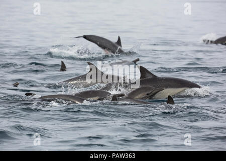 A lungo becco delfino comune, Delphinus capensis, Isla San Marcos, Baja California Sur, Messico. Foto Stock